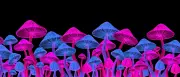 Psilocybin gegen Depressionen: Interview mit David J. Nutt