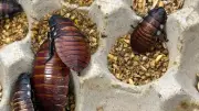 Rekordfund in Australien: 100.000 illegale Kakerlaken beschlagnahmt