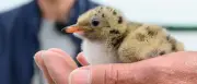 Rettungsinseln für Zugvögel: Beringungsaktion in Brandenburg