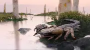 Riesenskorpion Praearcturus gigas: So groß wie ein Labrador