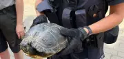 Schildkröte auf Autobahn bei Porta Westfalica gerettet