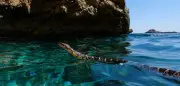 Schlangen vor Ibiza: Hufeisennattern breiten sich im Meer aus