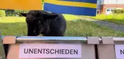 Schwarzes Lamm orakelt: Kein Sieg für DFB-Elf zum WM-Auftakt