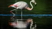Seltene Vögel in NRW beobachten: Von Flamingo bis Seeadler