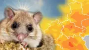 Siebenschläfertag: Was die Bauernregel über den Sommer verrät