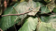 Stabschrecken: Evolution ohne Männchen – ein Wunder der Natur