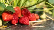 Start in die Erdbeersaison: So ernten Sie Erdbeeren im eigenen Garten
