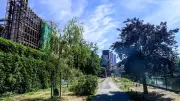 Streit um Kahlschlag: Gesunde Bäume in Berlin sollen Baucontainern weichen