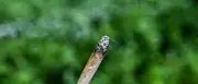 Studie: Kommerzieller Cannabis-Markt erhöht Gesundheitsrisiken