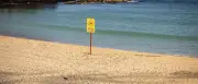 Sydney: Frau bei Hai-Angriff am Coogee Beach lebensgefährlich verletzt