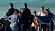 Sydney: Hai-Attacke auf Schwimmerin – Strände geschlossen