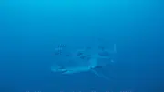 Taucher trifft Weißen Hai im Mittelmeer: Eine Sensation für die Wissenschaft
