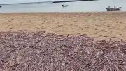 Tausende tote Tintenfische an US-Strand: Massensterben in Provincetown