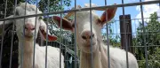 Tierhof in Berlin-Hellersdorf: Betreiber lässt Tiere im Stich