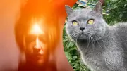 Tierkommunikation um 60 Euro: Kater nach 24 Stunden gefunden