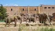 Tierpark Berlin: Drei Generationen Elefanten kehren zurück