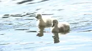 Tiertragödie am Schäfersee: Zwei Schwanenküken brutal getötet