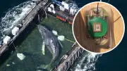 Timmy-Krimi: Wal-Tracker speichert über 90.000 Datenpunkte
