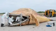 Timmy-Obduktion am Strand: Ekelhaftester Job des Tages in Dänemark