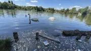 Tote Fische und Ratten: Sommerwetter belastet Berlins Gewässer