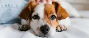 Trennung nach zehn Jahren: Wer darf den gemeinsamen Hund behalten?