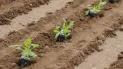 TU Berlin verschenkt 1.800 Rucola- und Erbsenpflanzen