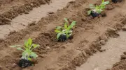 TU Berlin verschenkt erneut Pflanzen: Rucola und Erbsen am Mittwoch