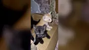 Ukrainische Soldaten retten Katzenbabys per Drohne