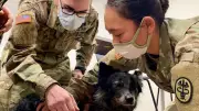 US-Armee setzt Tierärzte zur Behandlung von Soldaten an der Front ein