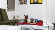 Verstoßenes Pony-Baby Mile lebt jetzt im 4. Stock einer Wohnung