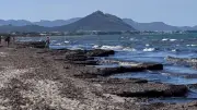 Verwesungsgeruch am Mallorca-Strand: Seegras verrottet