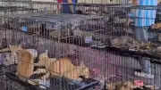 Vietnam: 400 Katzen vor Schlachtung gerettet