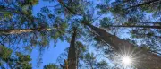 Waldbrandgefahr in Brandenburg: Stufe 4 in fünf Landkreisen