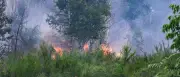 Waldbrände 2025: Verbrannte Fläche so groß wie 3676 Fußballfelder