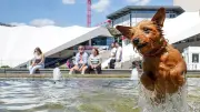 Warum Hunde nicht in öffentlichen Brunnen baden sollten