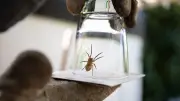 Warum Sie Hausspinnen leben lassen sollten – nützliche Mitbewohner