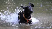 Wasserspaß für Hunde: Diese Gefahren lauern im Sommer