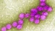 West-Nil-Virus breitet sich in Berlin aus: Studie zeigt Risikogebiete