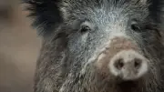Wildschwein in Nürnberg: Polizei warnt vor aggressivem Tier – Frau verletzt