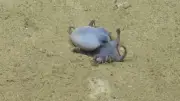 Winziger blauer Oktopus vor Galápagos-Inseln entdeckt