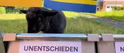 WM-Orakel Schaf Tina tippt auf Unentschieden gegen Curaçao