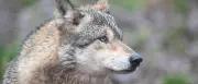 Wolf nach Attacke in Hamburg vermutlich tot: Signal abgerissen