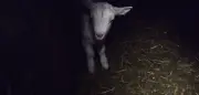Ziegenmilch-Hype: Tierschützer decken Missstände auf Brandenburger Hof auf