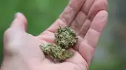 Zoll stoppt 31 Kilo Marihuana bei Einreise aus der Schweiz