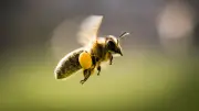 Zwei Millionen Bienen auf Autobahn: Lkw mit 408 Stöcken umgekippt