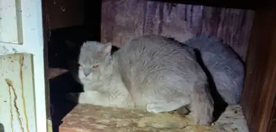 22 verwahrloste Katzen aus verdreckter Wohnung gerettet – Halterin festgenommen