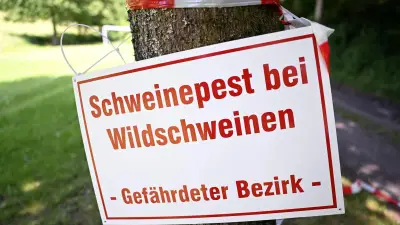 Afrikanische Schweinepest in Uckermark: Zwei neue Fälle bestätigt