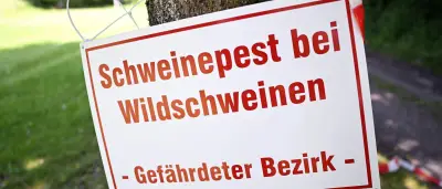 Afrikanische Schweinepest: Zwei neue Fälle in der Uckermark bestätigt