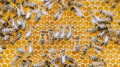 Alte Bienenstöcke in Oldenburg falsch entsorgt – Gefahr durch Amerikanische Faulbrut