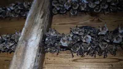 Alter Bahnhog in Südhessen beherbergt über 1.000 Fledermäuse